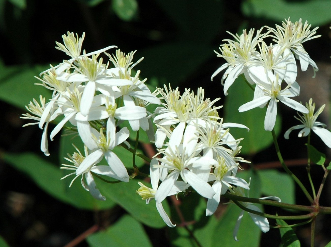 Ornithogalum umbellatum ?   Clematis sp. (Ranunculaceae)